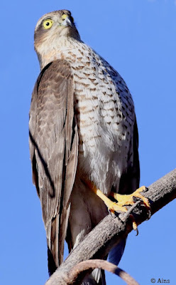 "Eurasian Sparrowhawk (Accipiter nisus) perched on a branch. Compact raptor with short wings and a long tail, displaying distinctive gray-brown plumage. Yellow eyes and sharp, hooked beak are prominent features."