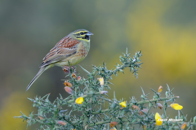 Hesi-berdantza, Emberiza cirlus, Escribano soteño,