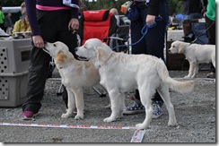 Tassen og Benji (Tyra bak)