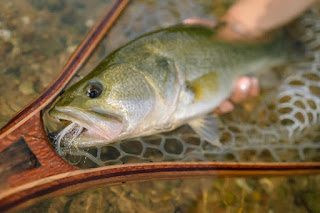 Matt Bennett, Lower Colorado River, Largemouth Bass, Northern Strain Largemouth Bass, Florida Strain Largemouth Bass, Largemouth Bass in Texas, Bass on the Fly, Fly Fishing for Bass, Texas Bass Fishing, Texas Fly Fishing, Fly Fishing Texas, Texas Freshwater Fly Fishing, Fish Spotlight