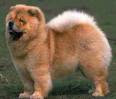 Anjing chow chow