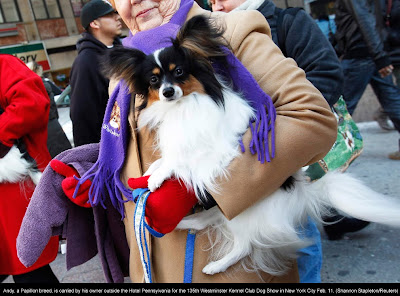 135th Westminster Kennel Club Dog Show at Madison Square Garden in New York City