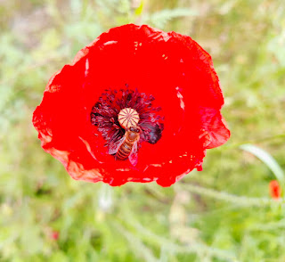 Loads of bees around the poppies