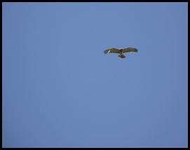 Snake Eagle