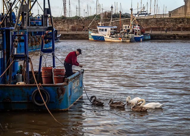 Photo of the swan family being fed in Maryport Harbour on Sunday