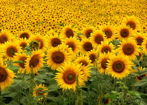 Campi di fiori più belli del mondo Zingarate com - immagini di fiori di campo