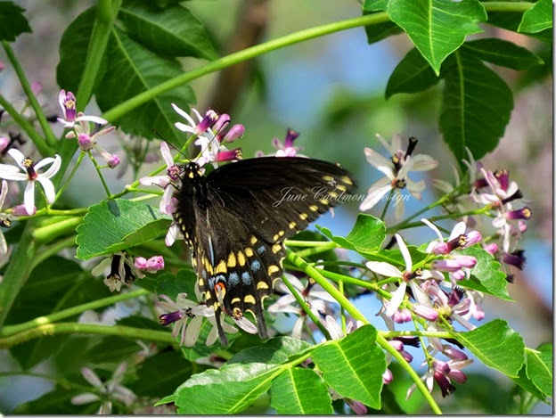 BlackSwallowtail