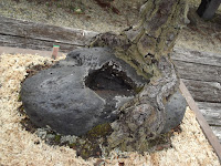 Bonsai base - Kyoto Botanical Gardens, Japan