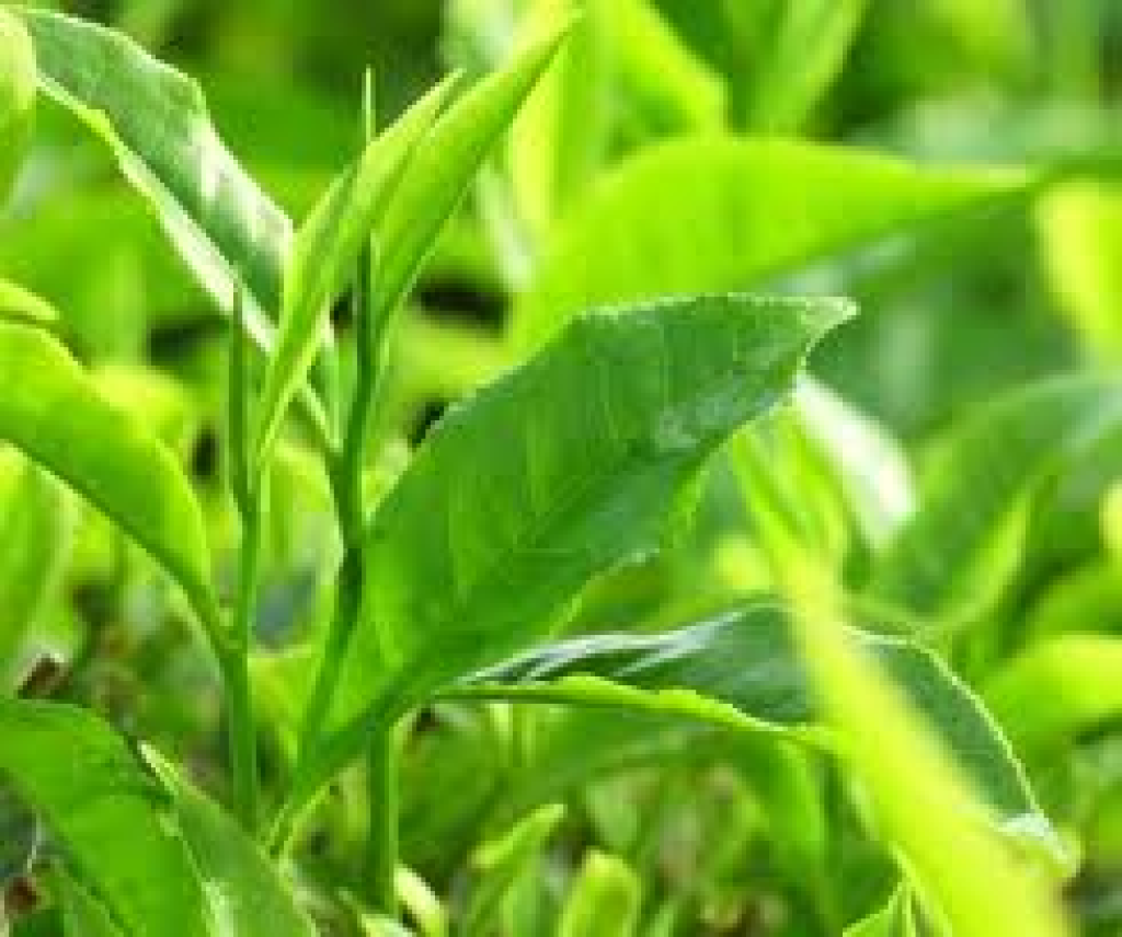 Ứng dụng của bột trà xanh thiên nhiên