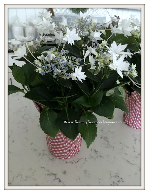 Blue-White-Shooting -Star -Hydrangea-From My Front Porch To Yours