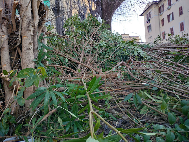 devastazione verde Ater Roma