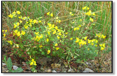 Wiesenblumen