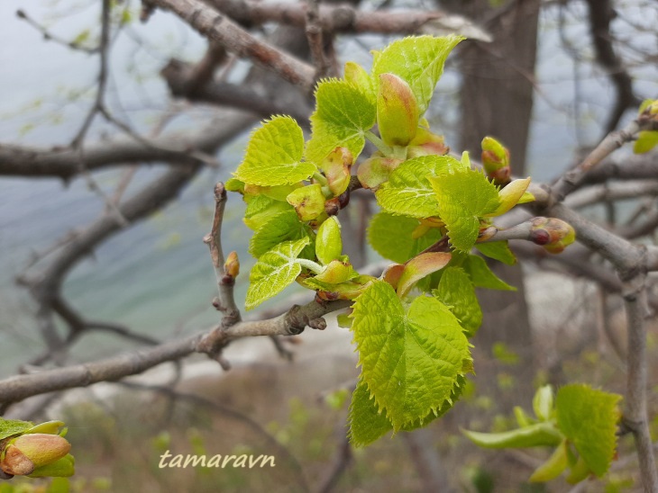 Липа маньчжурская (Tilia mandshurica)