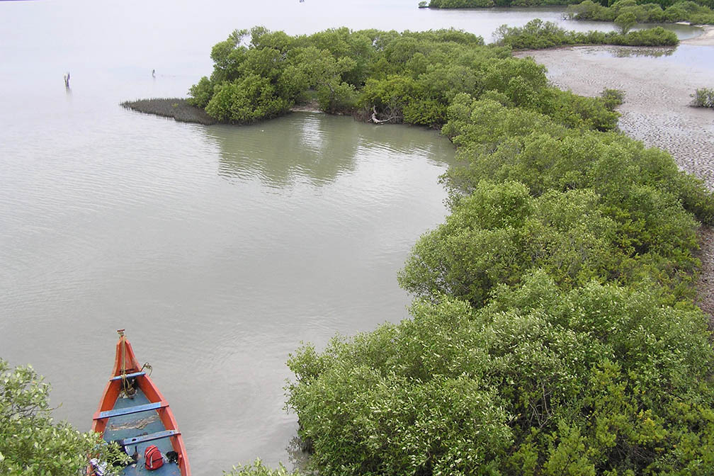 Muthupettai Mangrove Muthupet Lagoon Tamil Nadu India