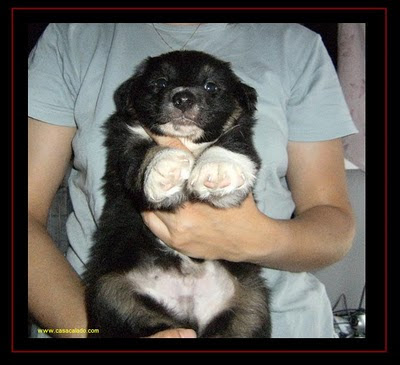 australian shepherd puppy