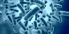 Pengertian Bakteri dan Ciri-Ciri Bakteri