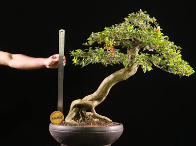 Bonsai Duranta (Sinyo Nakal)