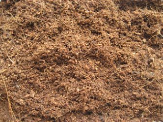 Fibra de Côco - Usada como substrato para o cultivo de enquitréias usadas na alimentação de peixes betta de linhagem (benny bettas)