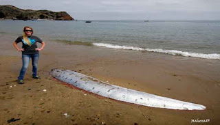 Penemuan Ikan Oarfish Terpanjang Di Dunia