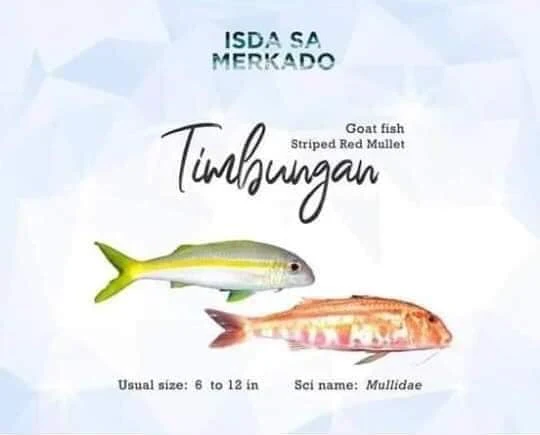 Isda Timbungan (Goat Fish / Striped Red Mullet)