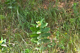 milkweed, early July