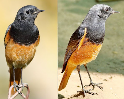 "Black Redstart - Phoenicurus ochruros perched on garden floor,displaying dark plumage with contrasting orange-red tail feathers. Winter common migrant to Mount Abu.A picture collage."