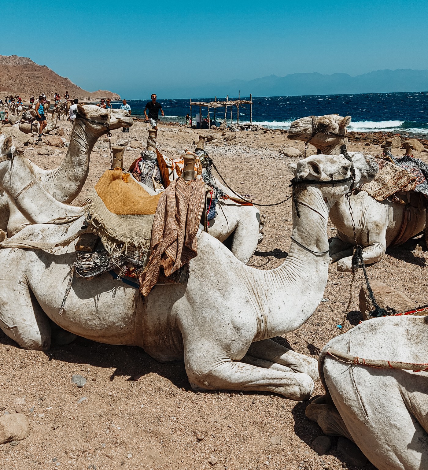 Dahab, Półwysep Synai, wycieczka z biurem podróży