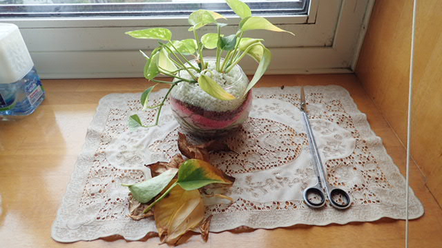 Crimaron の コミュブログ s 熱帯魚 ゲーム Etc 観葉植物ポトスの葉をエビ スネイルのエサとして 水槽に入れてみた
