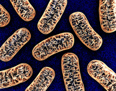 coenzyme Q10 and Ubiquinol