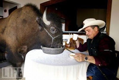 Buffalos Can Also Be Amazing House Pet Seen On  www.coolpicturegallery.us