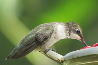 Beautiful pictures and images of Hummingbird