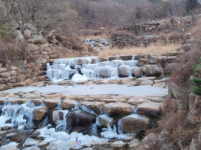 Snowfall Pertama Dalam Hidup di Hwamyeong Arboretum, Busan