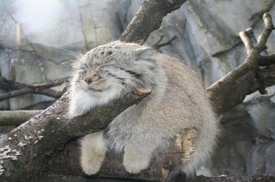 Pallas Cat Kucing Hantu Yang Hampir Punah