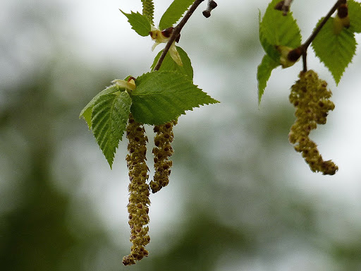 Abedul (Betula verrucosa) - Propiedades Medicinales