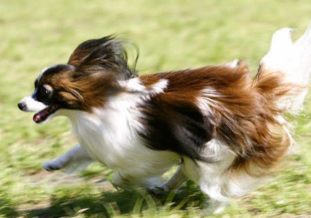 Fondos de Pantalla de Perros Hermosos