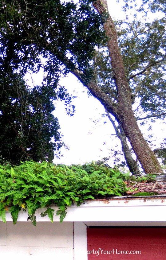 rooftop-fern