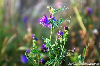 Wildblumen