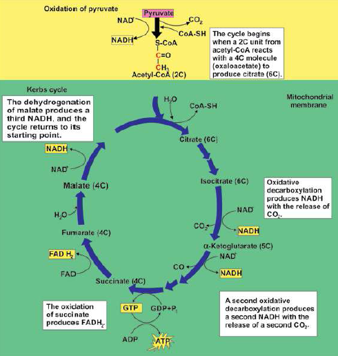 FSc Biology Part 1 XI 11th Chapter 11 Bioenergetics Notes Long Questions fscnotes0