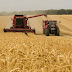 Chuvas atrasam colheita do trigo, que perde qualidade no Estado