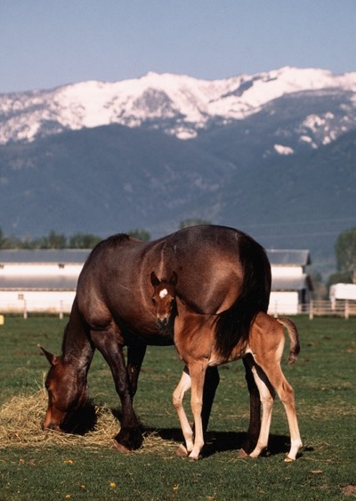 Mare and foal in meadow