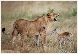 Lioness Adopted Baby Antelope