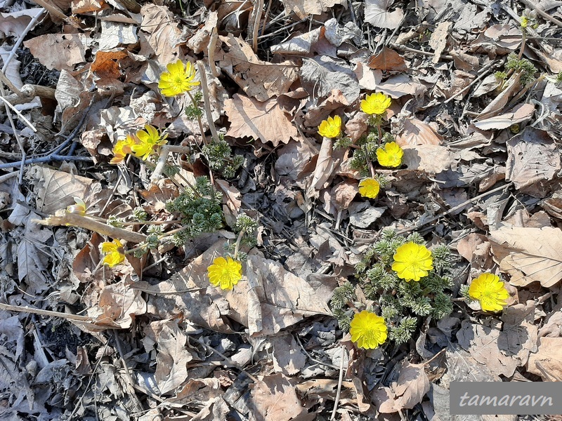 Адонис амурский (Adonis amurensis)