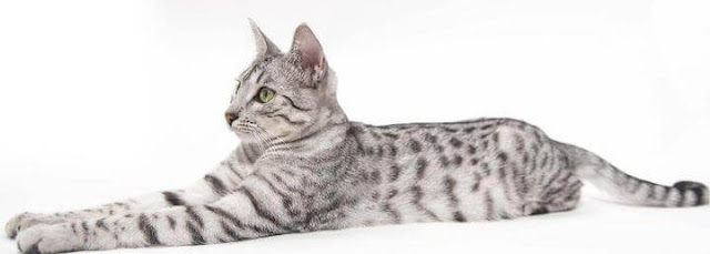 Purina Friskies is a popular brand of cat food that offers a variety of flavors for cats, from salmon to beef. As with any type of food, there are both advantages and disadvantages to feeding your cats Purina Friskies.