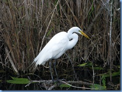 7415 Everglades National Park FL- Royal Palm Anhinga Trail - Great Egret