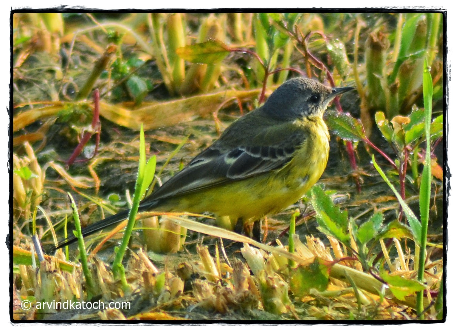 Wagtail, Grey-headed, Yellow, Dark Headed