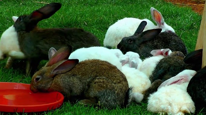 How To Survive Your First Week with a Rabbit