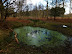 Murky forest pond