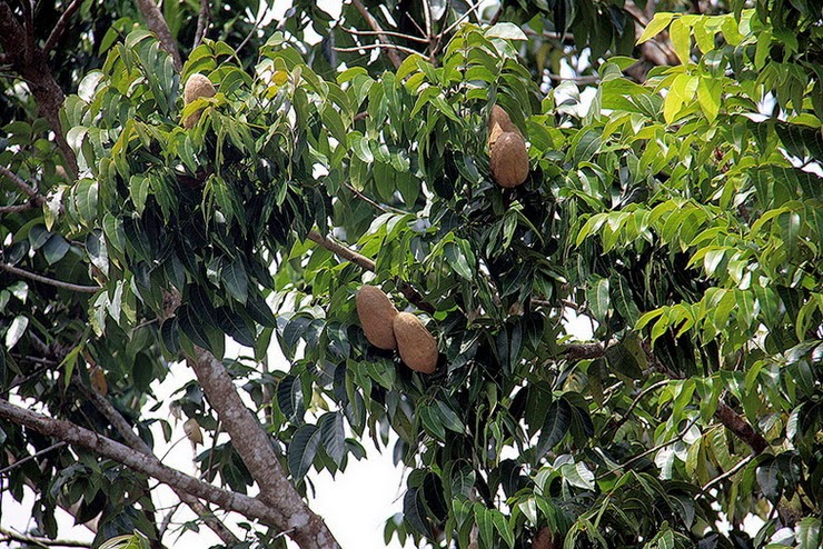 Aneka Pemanfaatan Dari Pohon Mahoni Alam Pedia