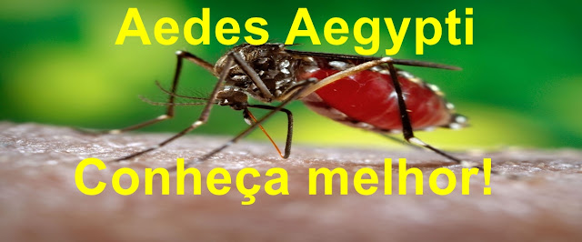 Aedes Egipty