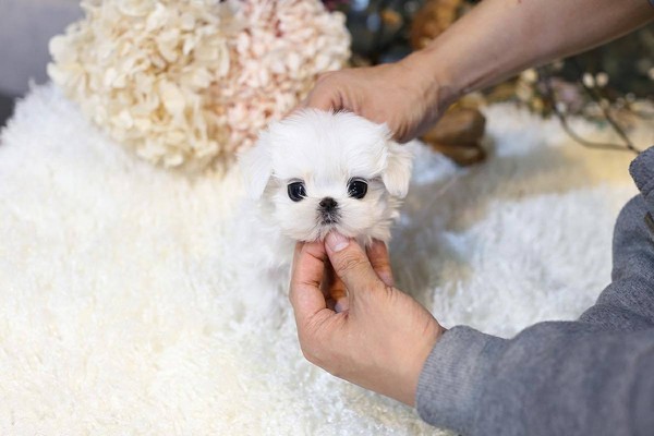 Quality Teacup Maltese Puppies For Sale Near Me Today